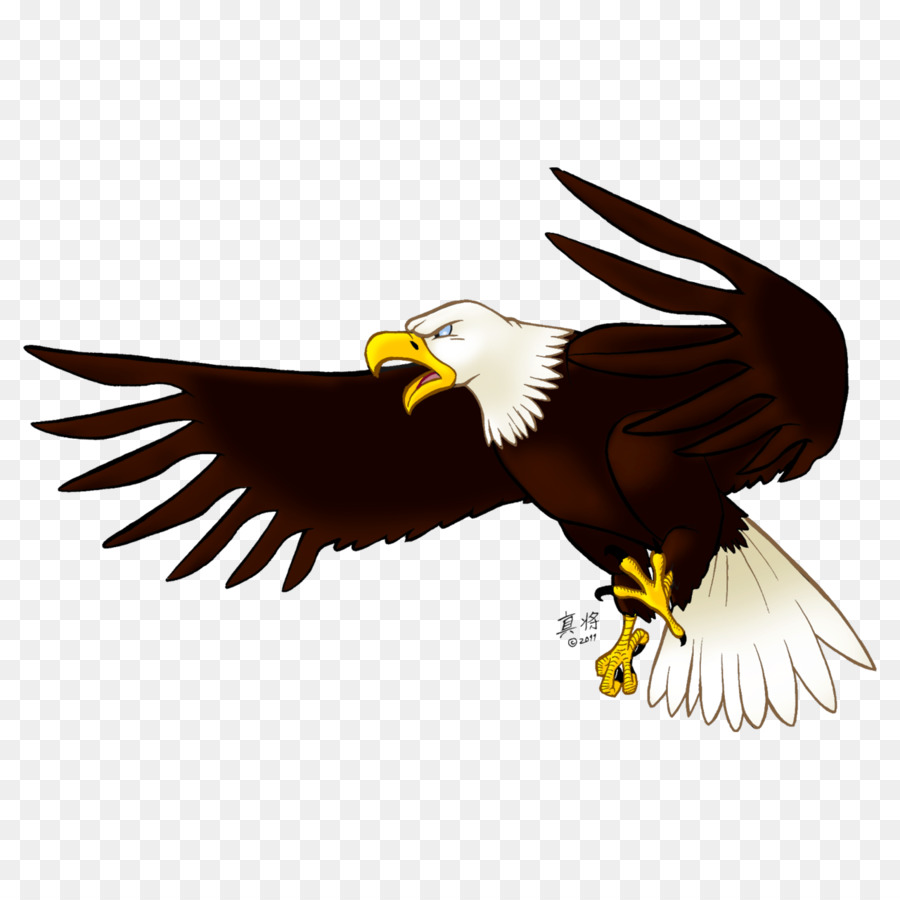 L'Aquila calva Uccello Clip art - aquila