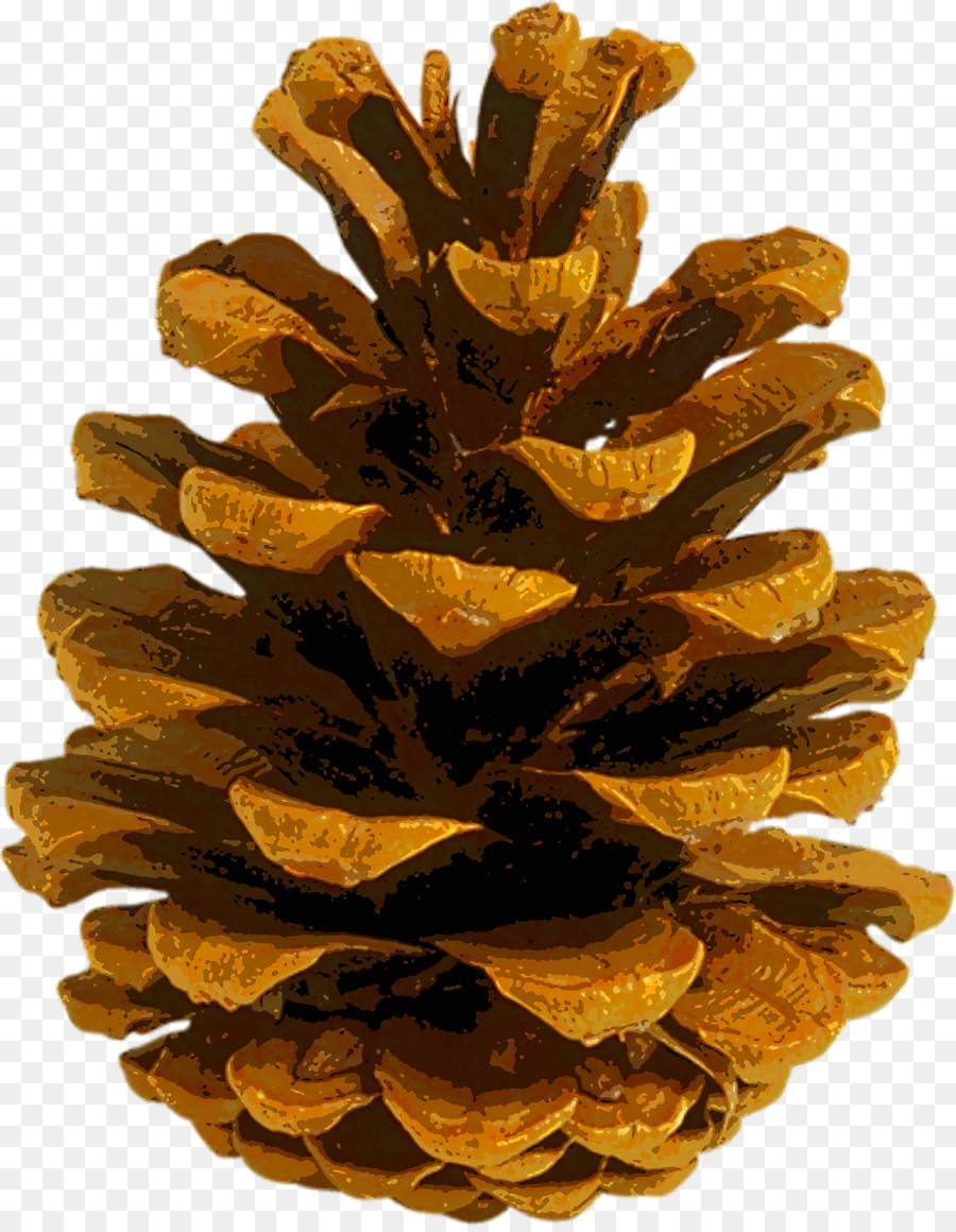 Coulter lá kim pine nón mùa Thu màu lá Cây - thông nón