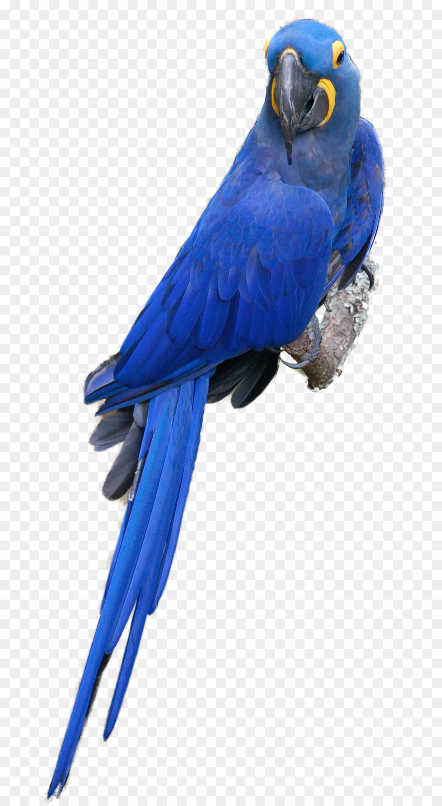 Vẹt Blue and Gold - Loài vẹt Nam Mỹ năng động và dễ thương | Vẹt Cảnh