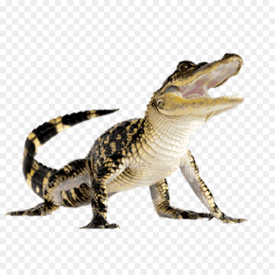 Krokodile American alligator-Computer-Icons - Krokodil