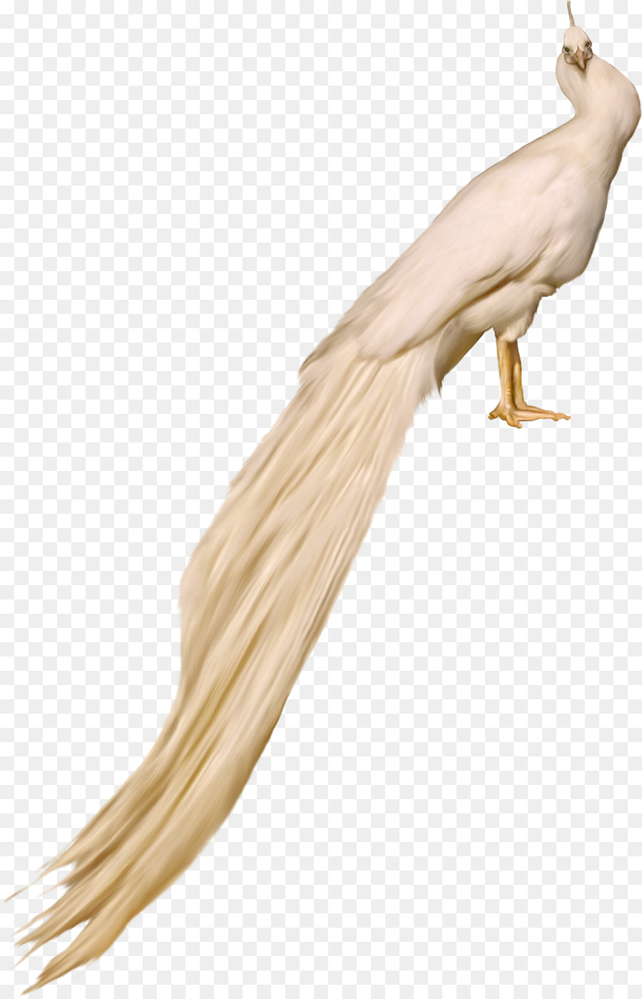 Uccello Piuma Pavo Rock colomba - pavone