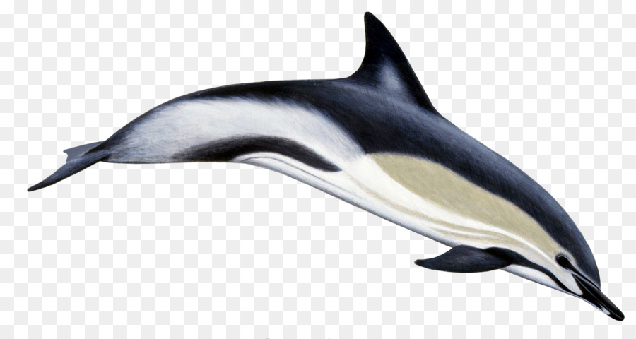 Streifendelfin Short-beaked common dolphin Spinner dolphin Bottlenose dolphin Long-beaked common dolphin - Delphin