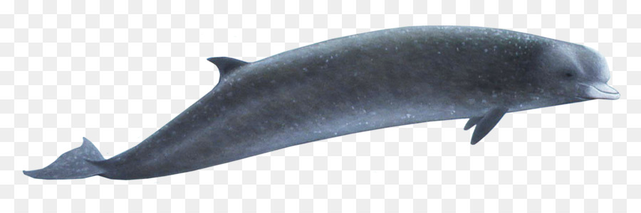 Porpoise iperodonte Sud tursiope balena tursiope Cetacea - Balena