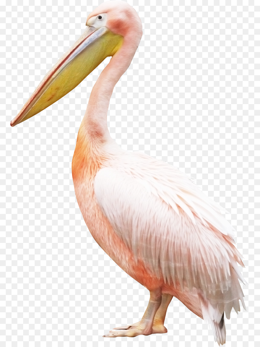 Vogel Pelikan Kran - Flamingo
