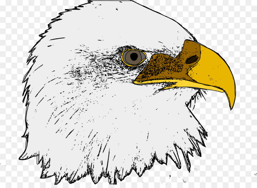 Bald Eagle Computer Icone clipart - aquila