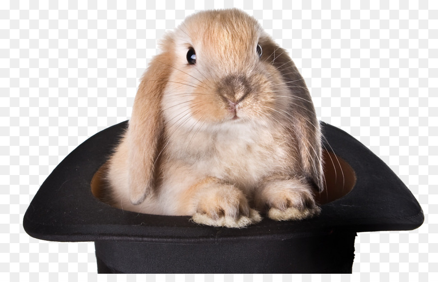 Coniglio cappello Magico di fotografia Stock - coniglio