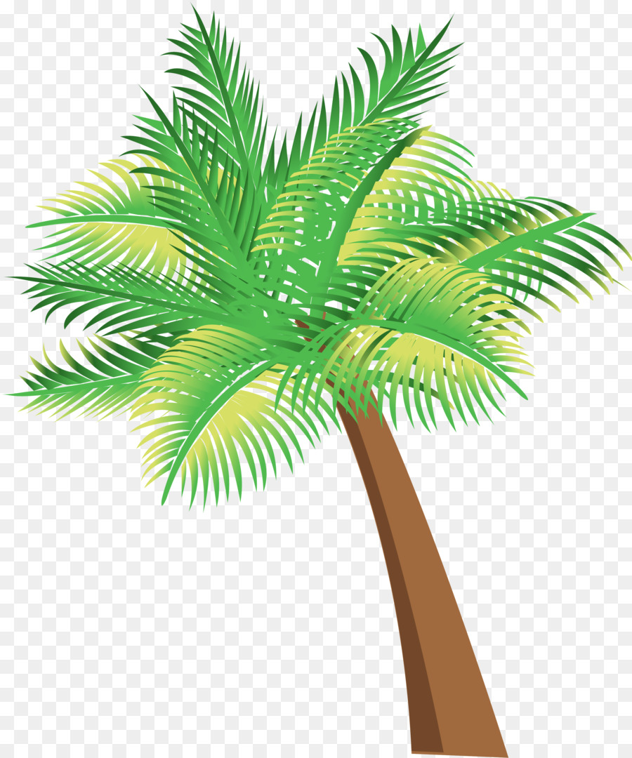 Arecaceae Palmen Coconut Palm oil - Palme