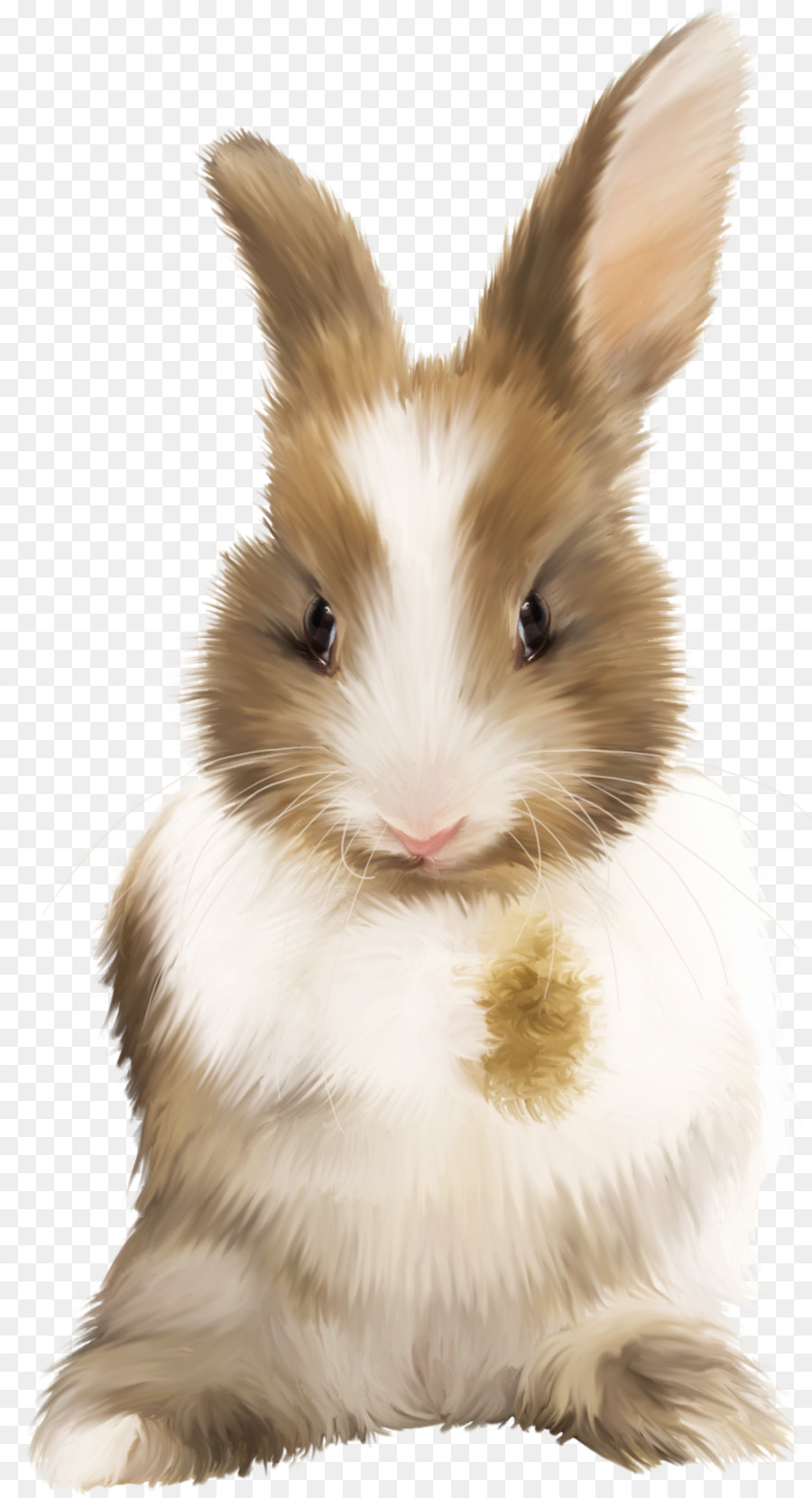 Hase Heimische Kaninchen-Katze - Kaninchen