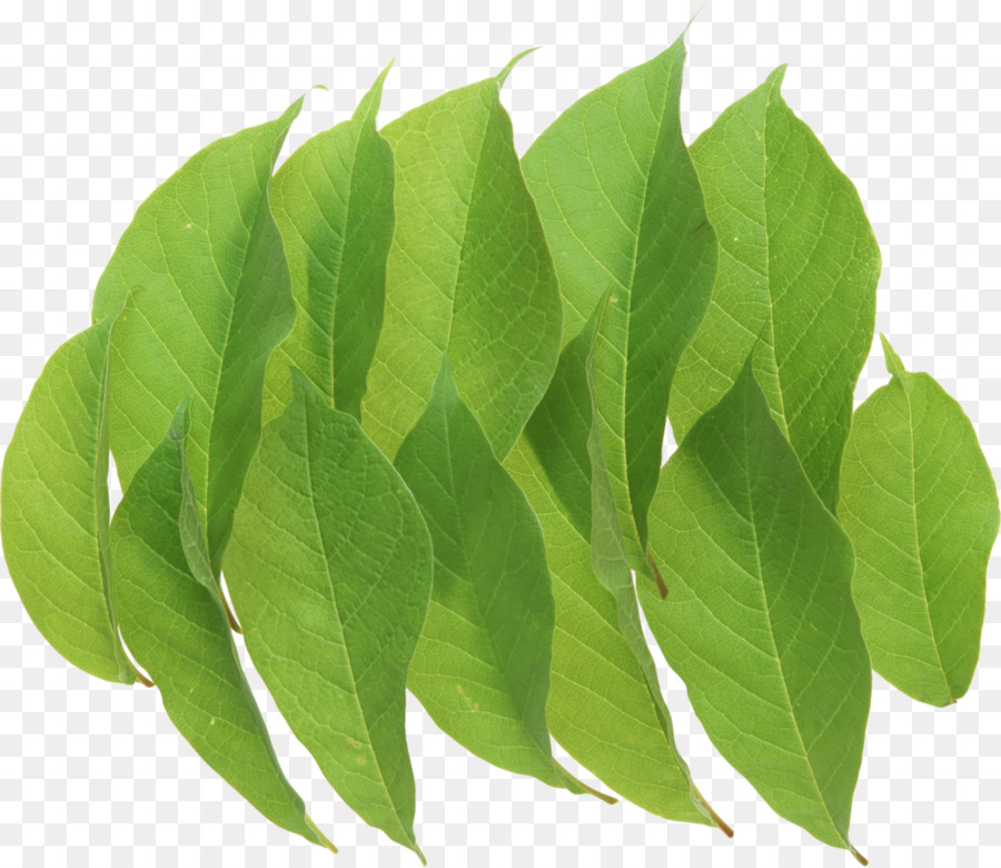 Scaricare Clip art - foglie verdi