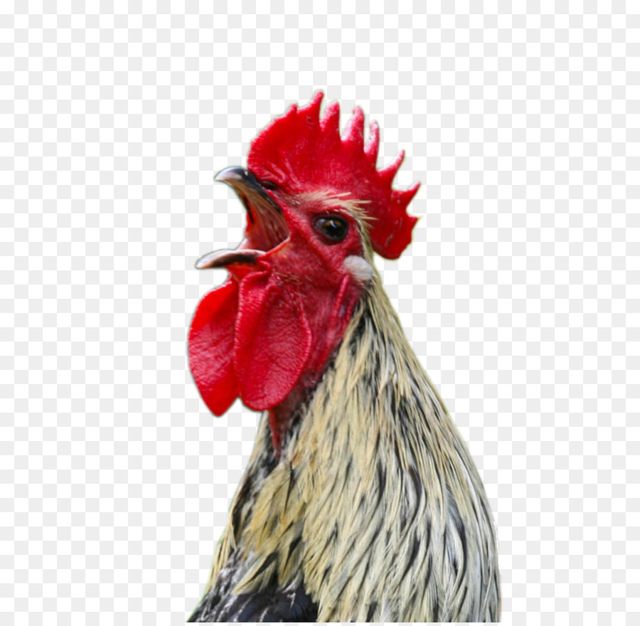 Bielefelder Viết gà có được Đặt Bromley gà Marans ba lan gà - dương vật