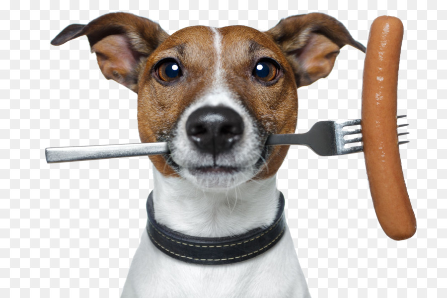 Cartoon Dog png download - 2508*1672 - Free Transparent Jack Russell  Terrier png Download. - CleanPNG / KissPNG