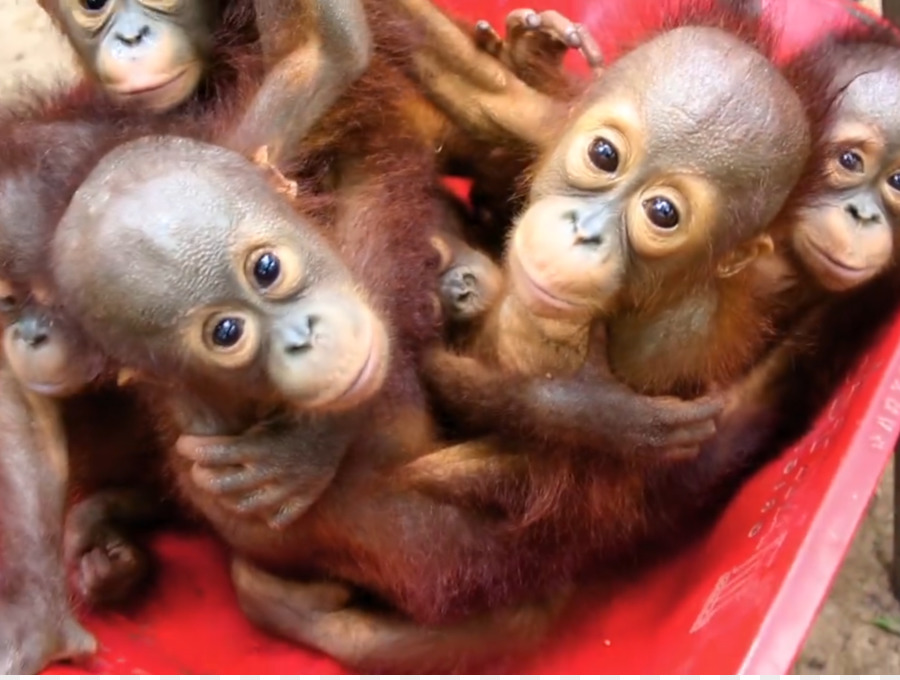 Baby Orango Primate Gibbon Scimpanzé - orangutan