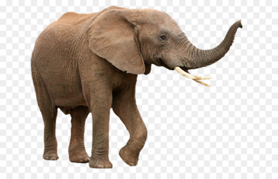 Afrikanischer Elefant asiatischer Elefant African forest elephant Stock-Fotografie - Elefanten