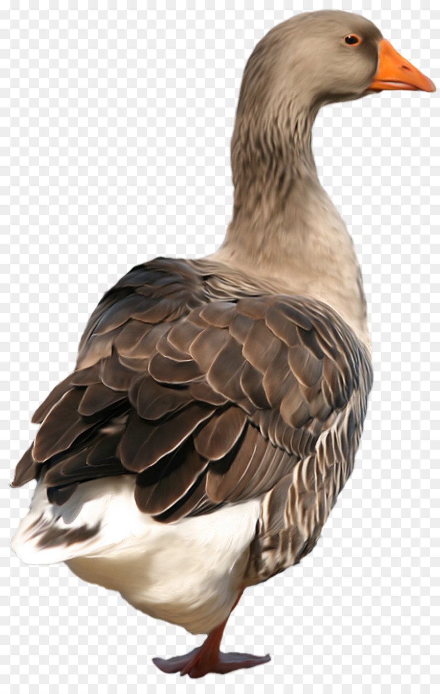 Duck Goose Bird Vasifresh Clip art - anatra