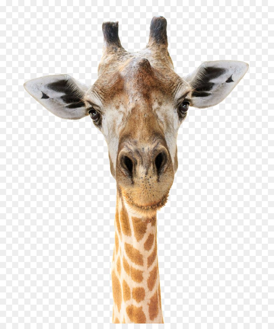 Giraffe Felidae Head Stock-Fotografie-Gesicht - Giraffe