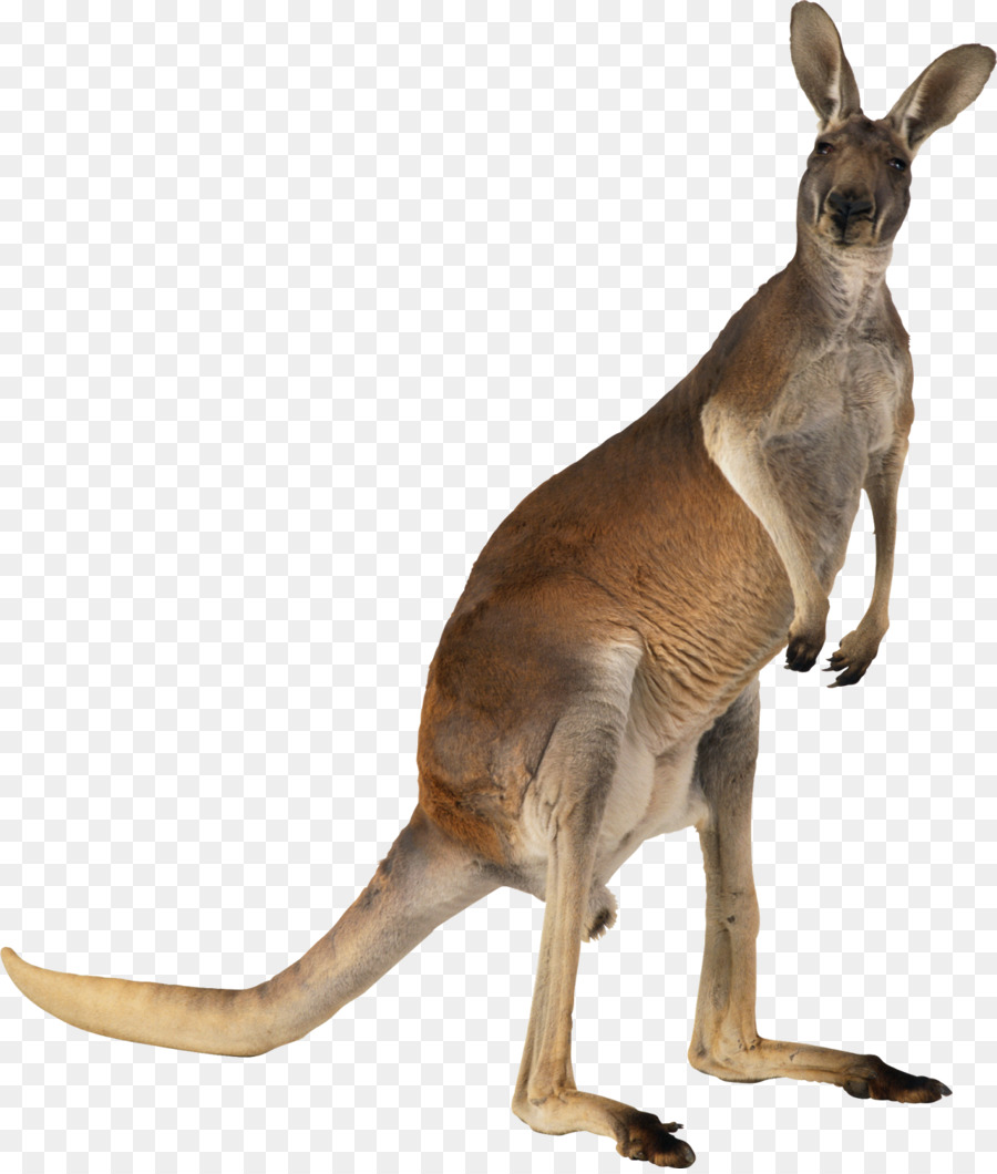 Úc-anh, anh Úc Lancashire anh Úc từ Điển tiếng Lóng Chức năng Ngữ pháp trong mùa Lớp học: nhận Thấy, Khám phá, và Tập luyện - Kangaroo