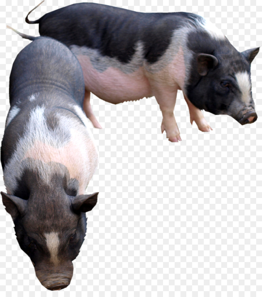 Hausschwein Rinder Ziege Tier - Schwein