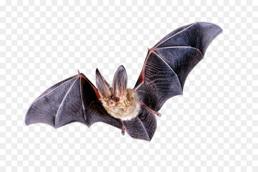 Bat Flight Clip-art - Fledermaus