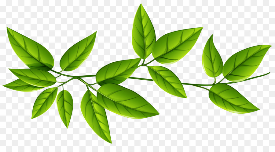 Foglia Verde Clip art - foglie verdi