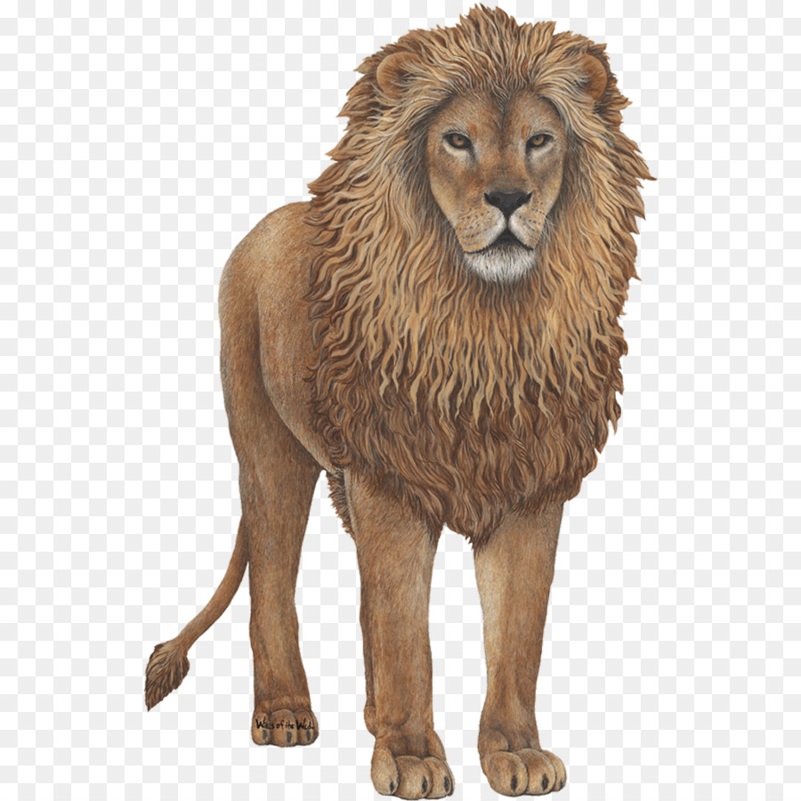 Lion-Wand-Abziehbild-Aufkleber - Löwe