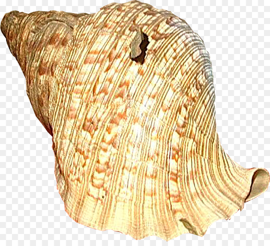 Seashell-Muschel Meeresschnecke - Muschel