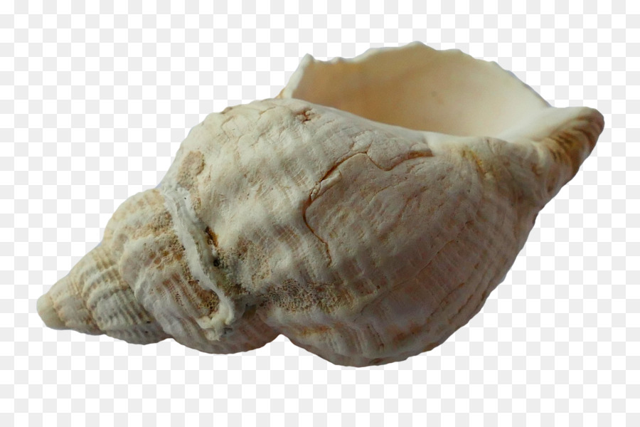 Fort Myers Beach Seashell - Muschel