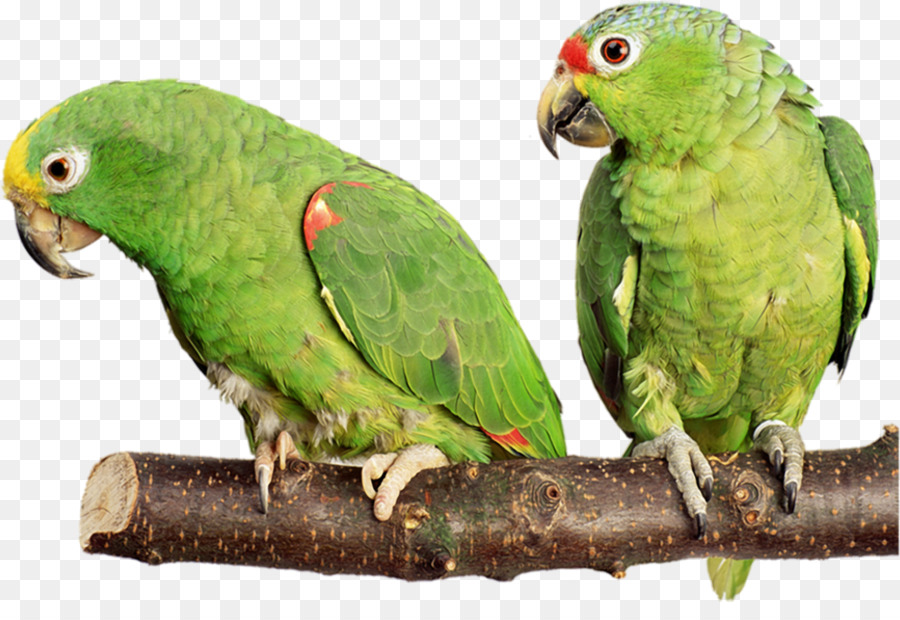 Vogelkäfig Nymphensittich Wellensittich Cockatoo - Papagei