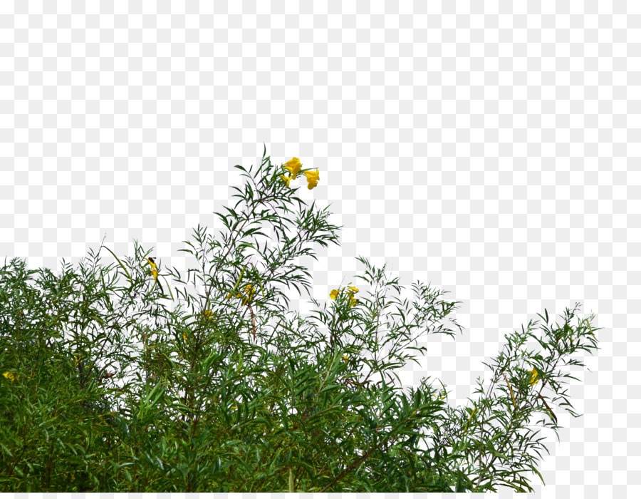 Hoa Cây Nhiếp Ảnh - bụi cây