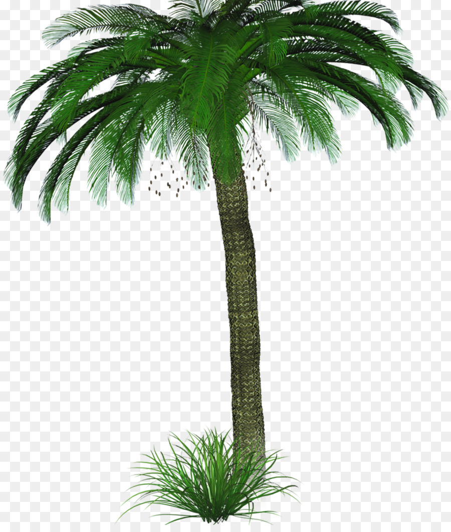 Scarica Albero - albero di palma