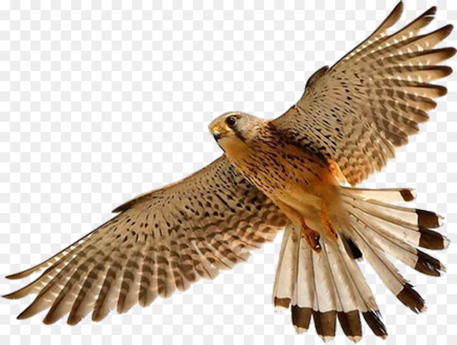 Vogel Falcon Clip-art - Falcon
