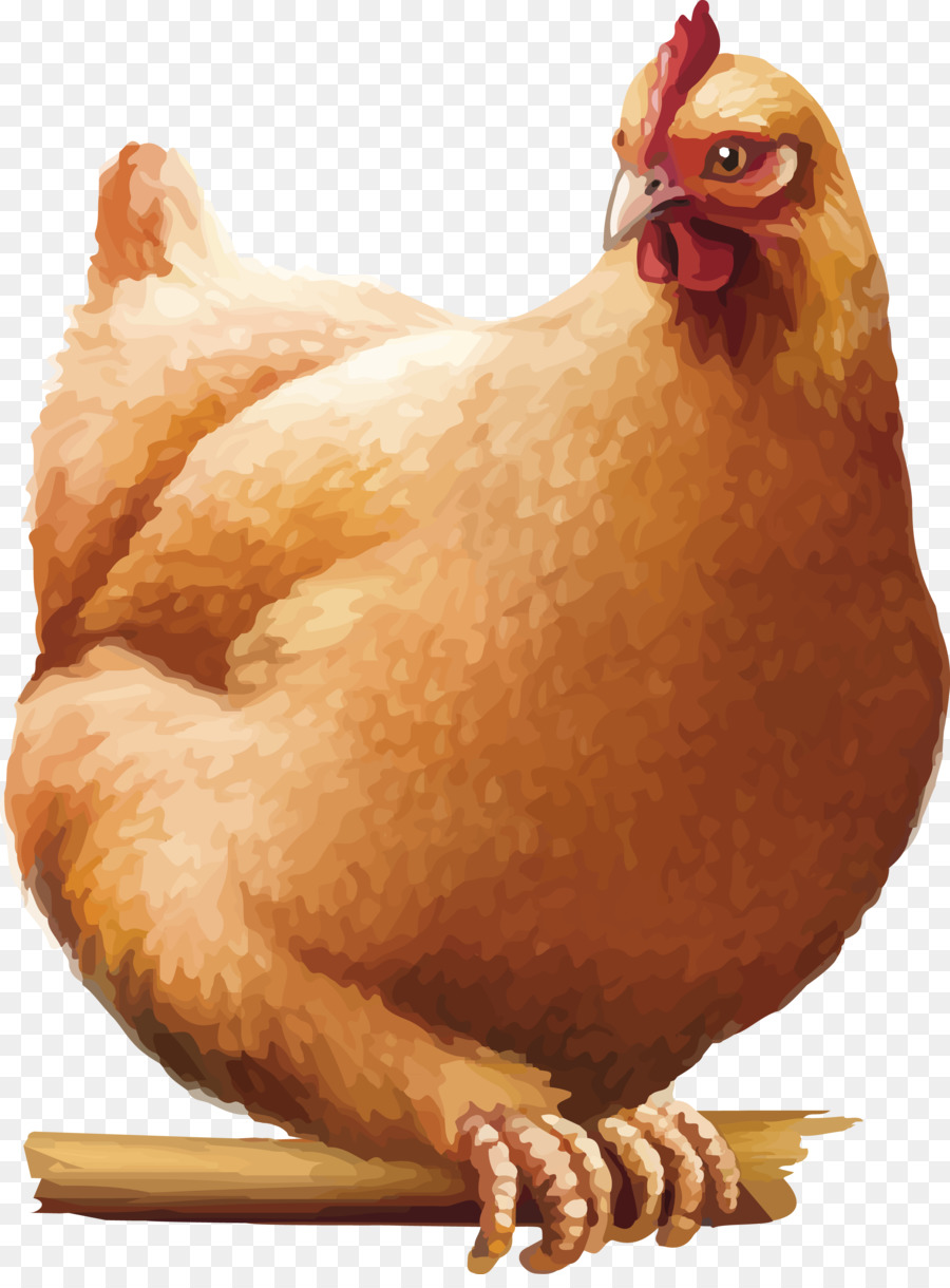 Chicken Rooster Cartoon - Huhn