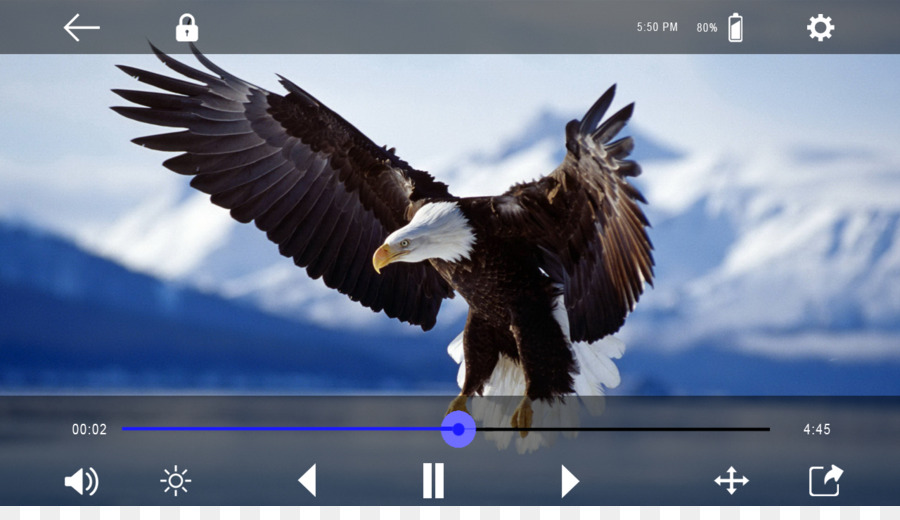 Uccello Aquila Calva la televisione ad Alta definizione Sfondo del Desktop - falco