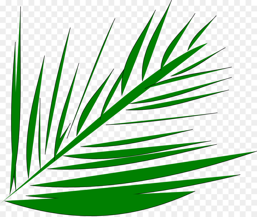 Palm-leaf manuscript Arecaceae-Palm-Zweig-clipart - Palme