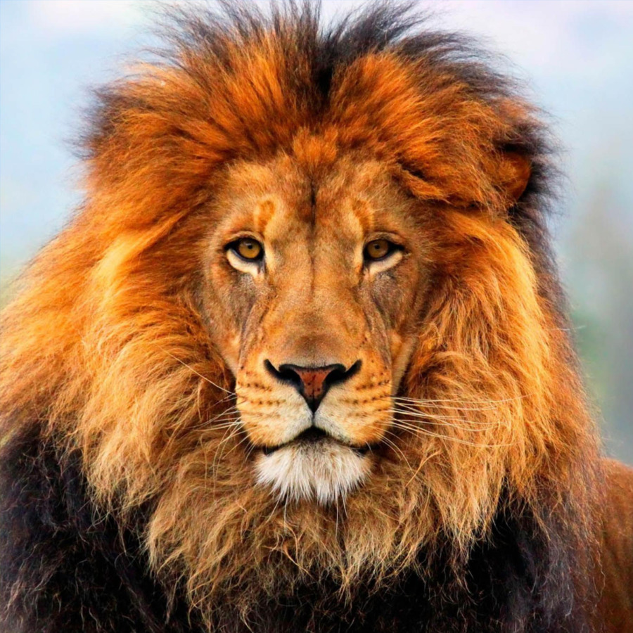 Stati uniti Asiatic lion Fauna selvatica Organizzazione Born Free Foundation - leone