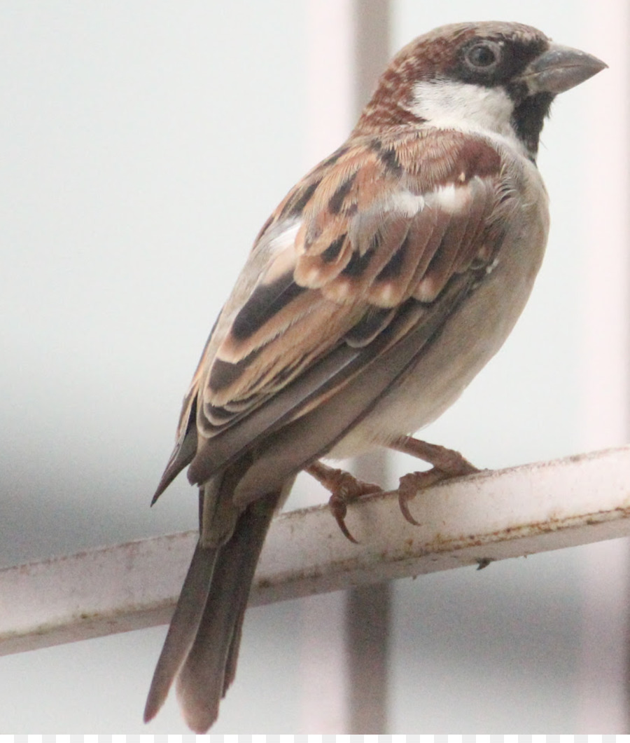 House Sparrow-Vogel-amerikanischen Spatzen Finch Eurasian tree sparrow - Spatz
