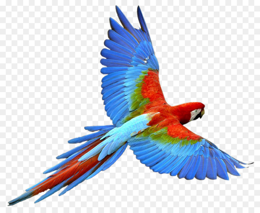 Uccello pappagallo Clip art - uccelli