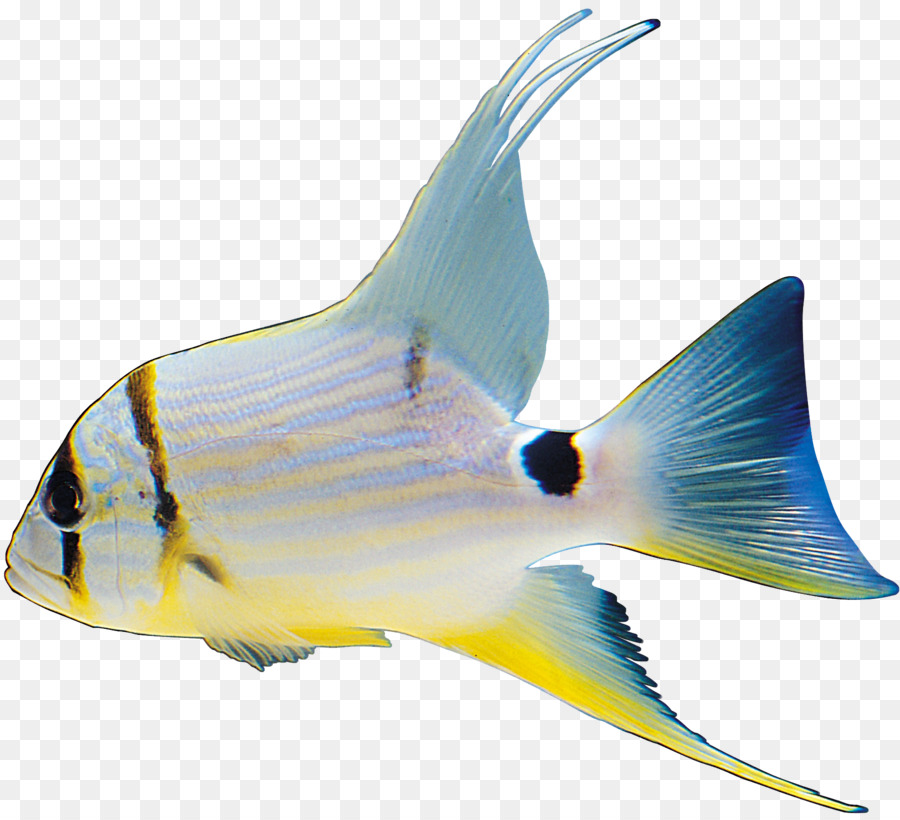 Pesce formati di file Immagine Clip art - pesce