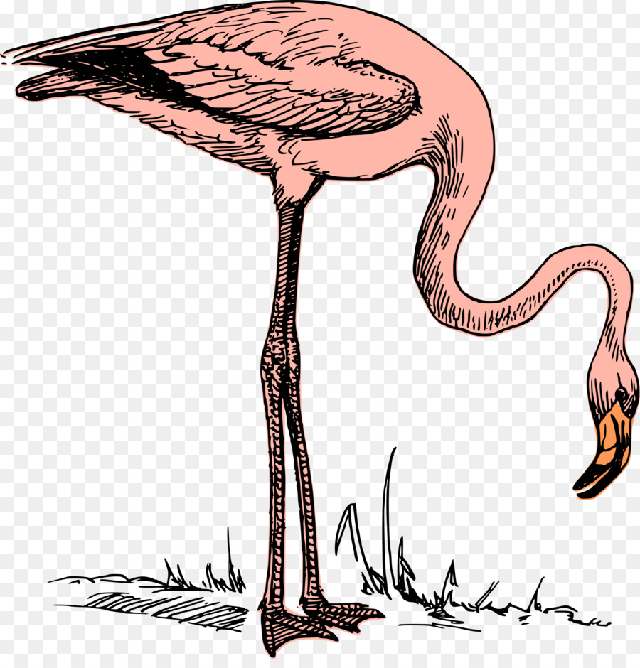 Flamingo Clip nghệ thuật - Chim hồng hạc