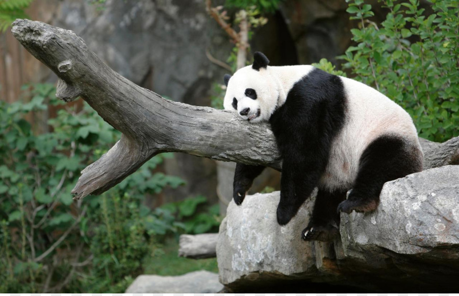 Panda gigante Panda Alta carta da Parati Desktop televisione ad Alta definizione con risoluzione 4K - Koala