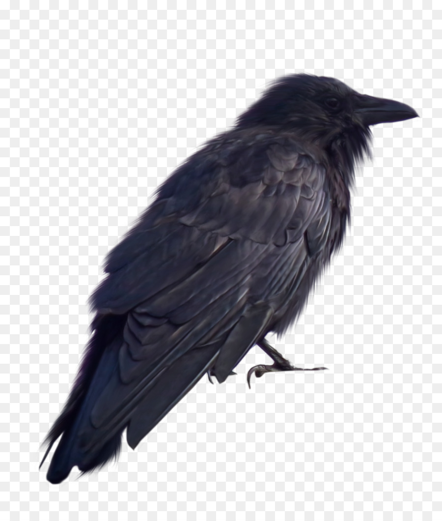 Corvi DeviantArt - corvo