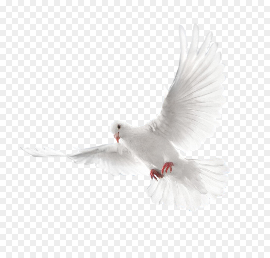 Columbidae Spirito Santo Colombe come simboli - piccione