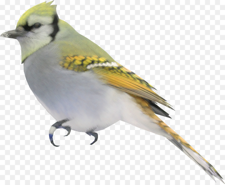 Nhà Sparrow Chim Cygnini Thuộc Họ - chim