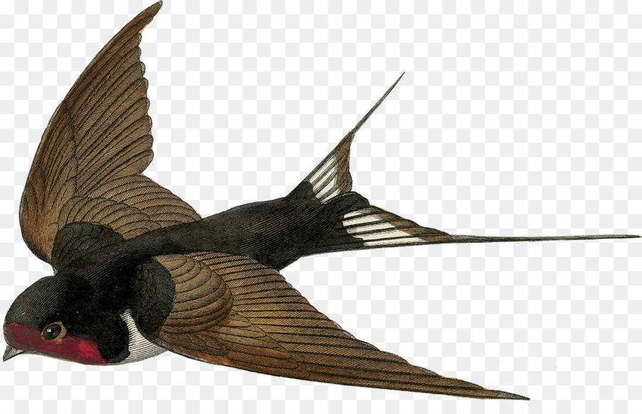 Barn swallow Bird Spatz Clip-art - Spatz