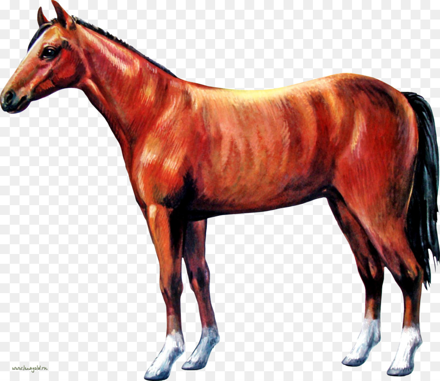 Cavalli, Puledro Stallone Puledro - cavallo