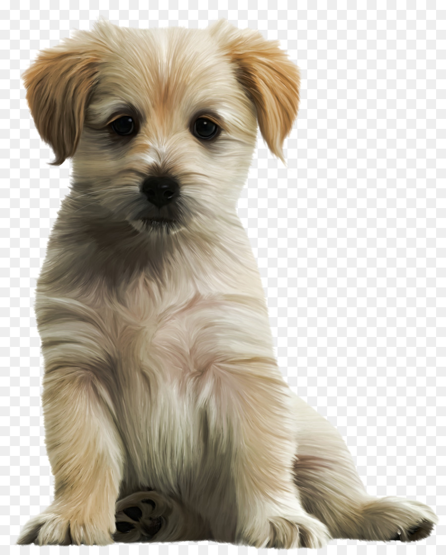 Labrador chó Săn Vàng Maltese chó Morkie chó Rottweiler - con chó