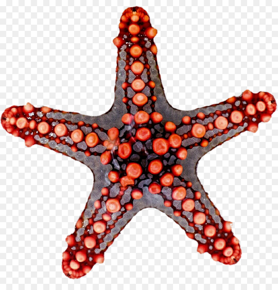 Starfish simmetria di Rotazione di Riflessione simmetria Clip art - grigio starfish clipart