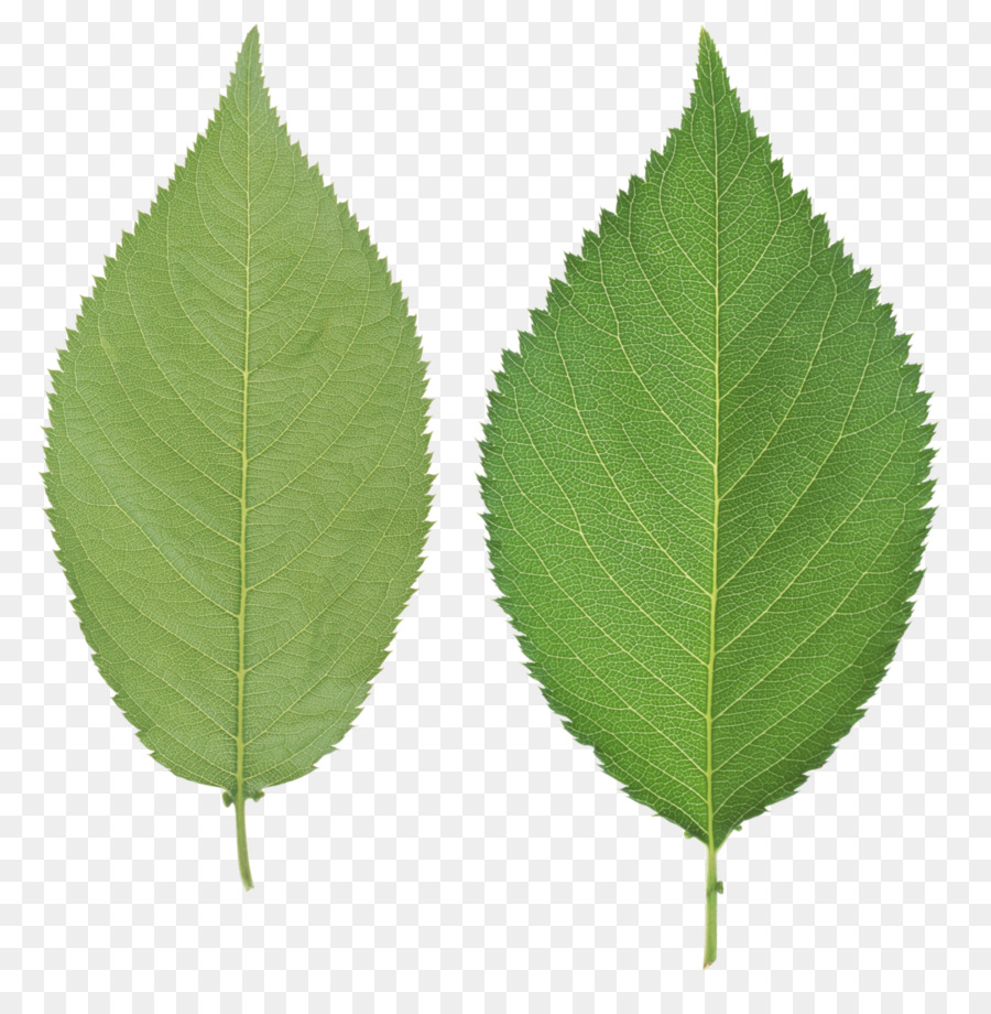 Das Achtsame Mandala Malbuch Malbuch Die Zweite und Einzige Mandala-Malbuch - grüne Blätter