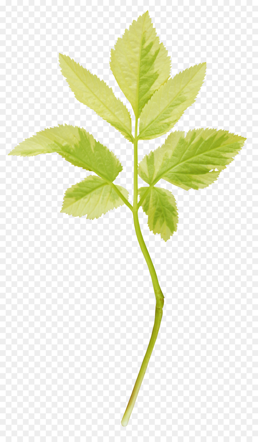 Verde Disegno Ornamento Di Colore Giallo - foglie verdi