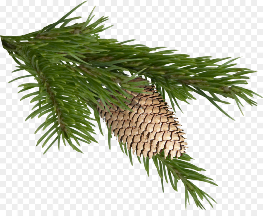 pine cone tree clip art
