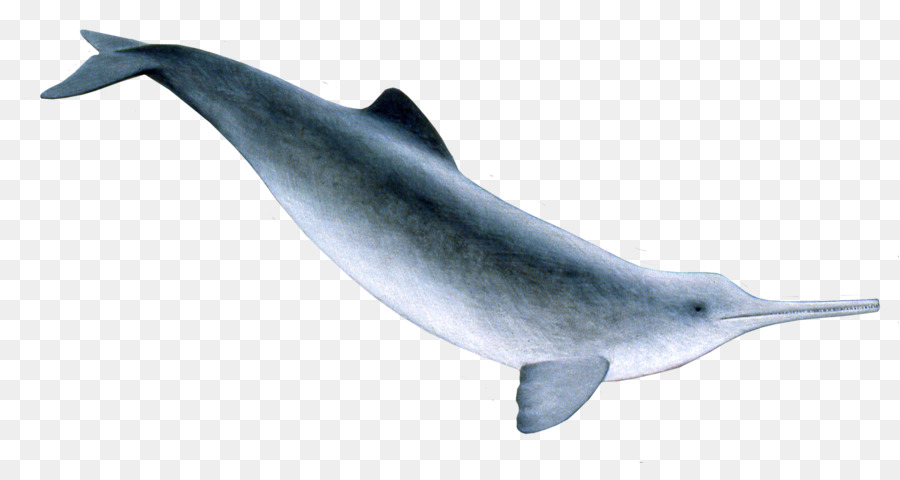 Tursiope La Plata delfino delfino del Fiume Bianco becco delfino becco Corto delfino comune - Delfino
